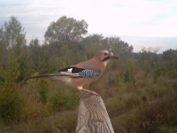 66010 Garrulus glandarius (Ghiandaia)